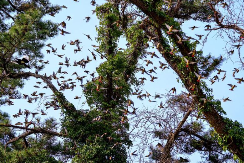 홍여새. 사진 윤기득(사진작가·시민생물학자)