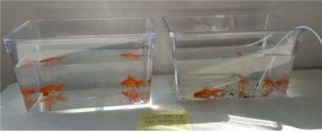 금붕어 배설물 실험. 접지가 안된 왼쪽 어항에는 배설물이 없는 반면, 접지된 오른쪽 어항에는 금붕어 배설물이 많다. 맨발걷기국민운동본부 제공