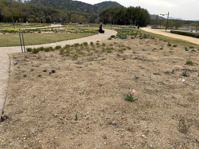 올해 4월 말 울산 태화강 국가정원에 조성된 피트 아우돌프의 '자연주의 정원' 곳곳에 맨땅이 드러나 있다. 지난해 여름 폭염이 4개월 가까이 이어지면서 자연주의 정원 내 화초류의 뿌리가 고사한 것으로 추정되고 있다. 이곳의 화초류는 대부분 원산지가 외국이다. 우리나라 기후에 적합한 새로운 품종을 이식해야 한다는 목소리도 나오고 있다. 사진=최수상 기자