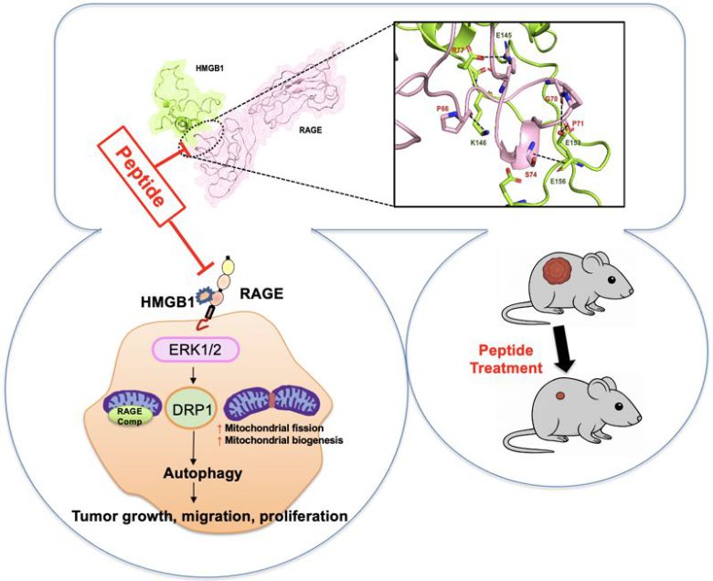장세복 교수팀의 연구 이미지. 부산대 제공