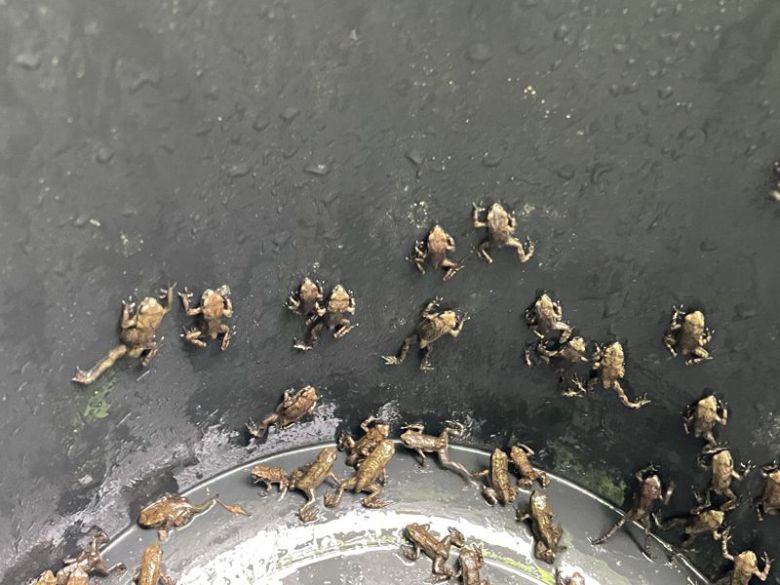 지난 9일 서식처인 황방산으로 첫 이동을 시작한 울산 중구 장현저류지의 새끼 두꺼비. 두꺼비들의 대이동은 약 2주간 진행되며 도중 주변 도로와 배수로 등에서 길을 잃고 헤매는 새끼 두꺼비들은 황방산두꺼비봉사단 등 시민들의 도움을 받게 된다. 울산 중구 제공