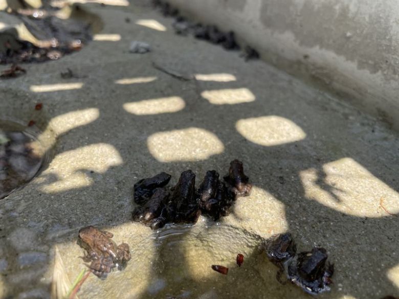 지난 9일 서식지인 황방산으로 이동을 하다가 배수로에 빠진 울산 중구 장현저수지의 새끼 두꺼비. 울산 중구 제공