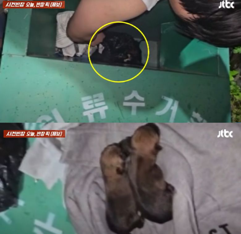 /사진=JTBC 사건반장 갈무리