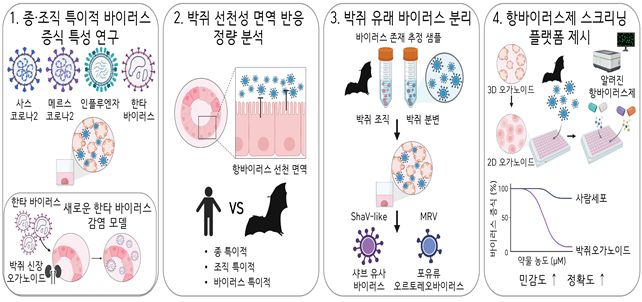 박쥐 오가노이드를 활용한 주요 연구 결과. 과학기술정보통신부 제공