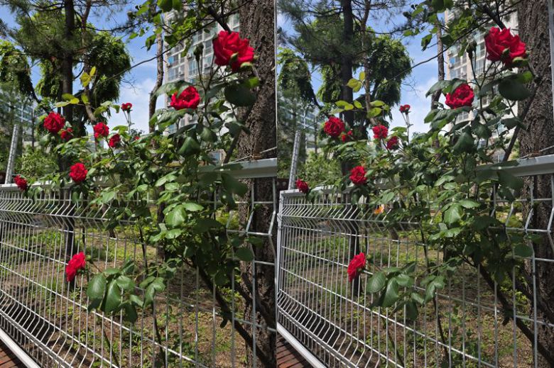 갤럭시 S25 엣지(왼쪽)와 갤럭시 S25 플러스로 찍은 장미 사진. 사진=구자윤 기자