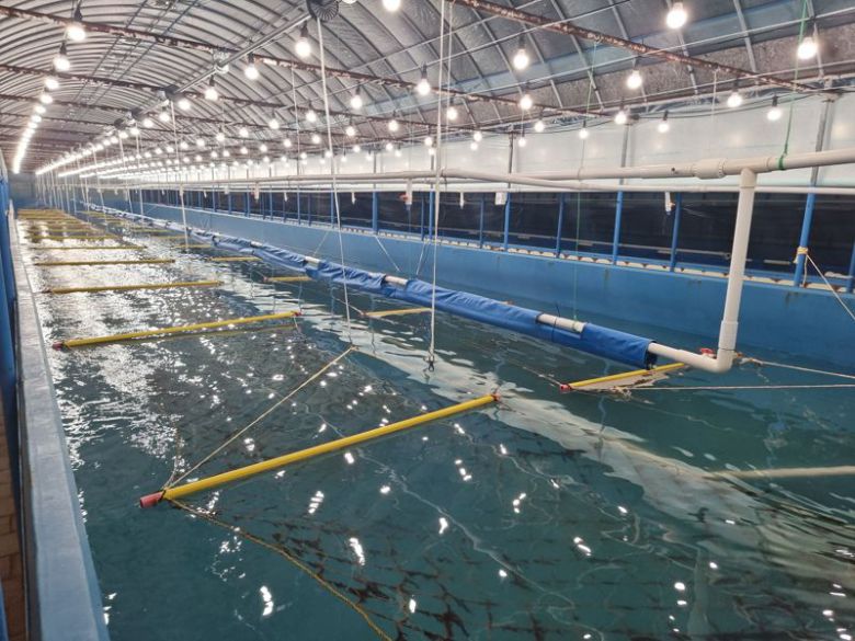 전남도가 김 육상양식 기술 개발로 'K-김 브랜드화'를 선도한다. 사진은 김 육상양식 시범사업 모습. 전남도 제공