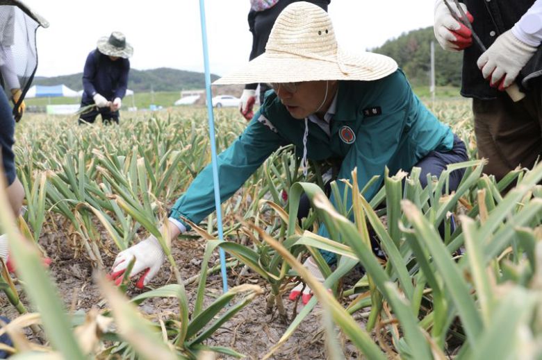 지난 21일 경남 창녕군 유어면 세진리 마늘밭에서 열린 마늘생산량조사 시연회에서 이형일 통계청장이 마늘을 캐고 있다. 통계청