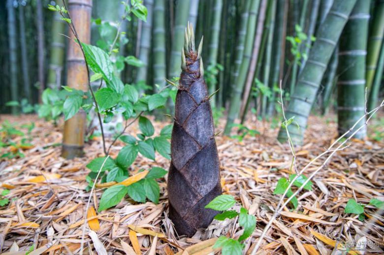 태화강 국가정원 십리대숲 죽순. 울산시 제공