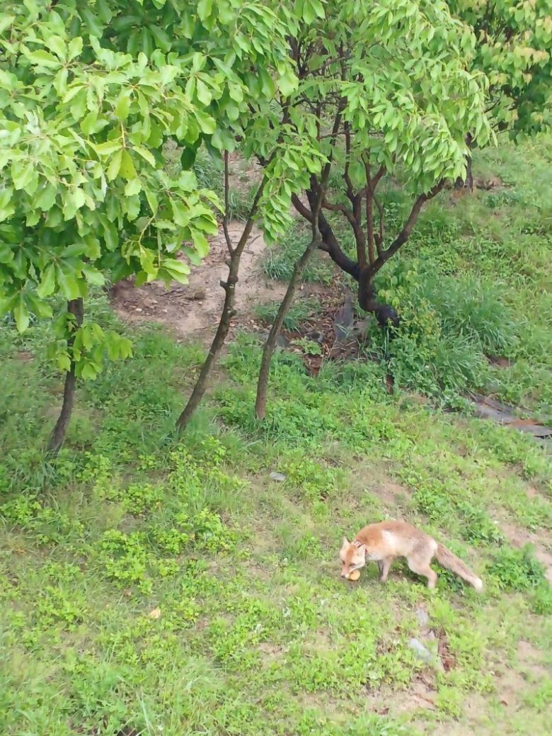 소백산 여우생태관찰원에서 보호 중인 토종 여우