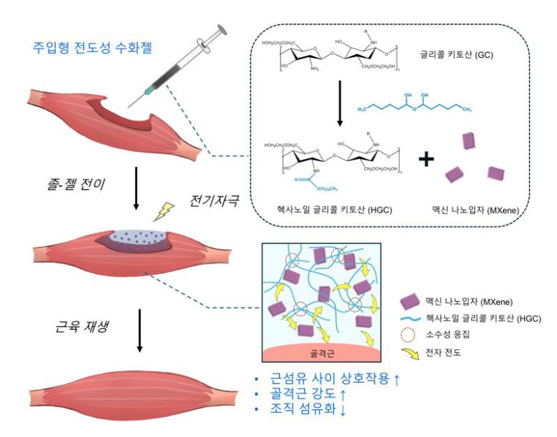 헥사노일 글리콜 키토산 기반 맥신 담지 주입형 전도성 수화젤의 모식도. GIST 제공