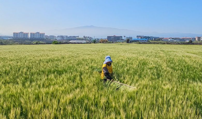 제주시 내도동의 한 보리밭에서 농민이 김매기를 하고 있다. 뉴시스