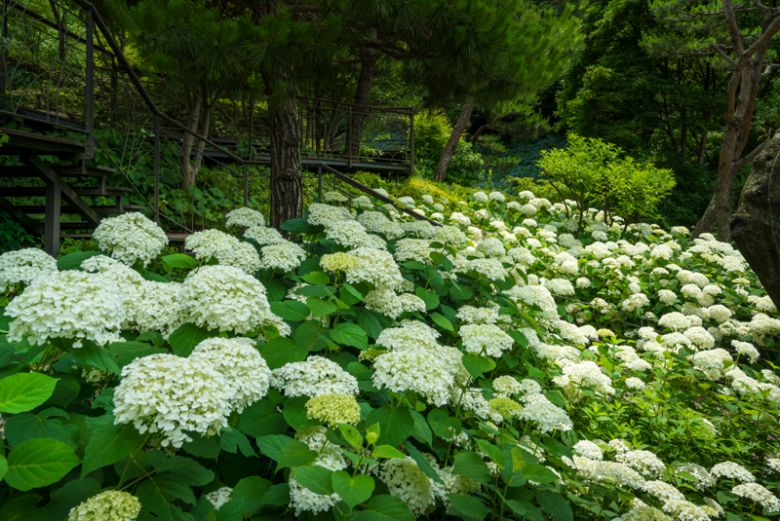 화담숲 '여름수국축제'는 여유롭고 안전한 관람을 위해 100% 사전 예약제로 운영된다. 곤지암리조트 제공