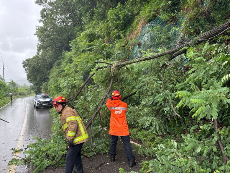 20일 많은 비가 내린 가운데 춘천시 남산면 창촌리 인근 도로에 나무가 쓰러져 차선을 막고 있다. 강원도 소방본부 제공