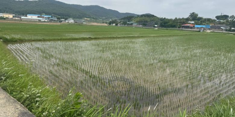 전남도는 잦은 호우로 밀, 보리, 귀리의 수확이 늦어지고, 벼 이앙도 늦어짐에 따라 벼 농작물 재해보험 가입 신청 기간을 오는 27일까지 연장한다고 밝혔다. 전남도 제공