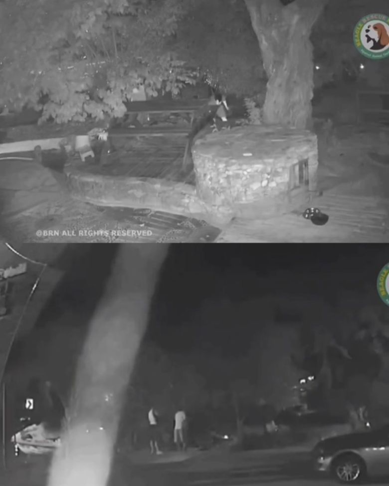 [뉴시스] CCTV 영상 갈무리 (사진=비글구조네트워크 인스타그램) *재판매 및 DB 금지 /사진=뉴시스