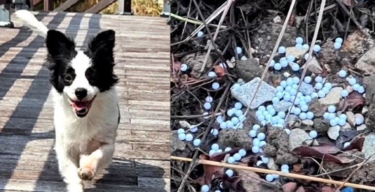 경남 거제에서 현역 군인 등 20대 남성 3명이 쏜 비비탄에 개가 맞아 숨지는 사건이 발생했다. 왼쪽은 비비탄 총에 맞고 숨진 개 솜솜이. /사진=파이낸셜뉴스 사진DB