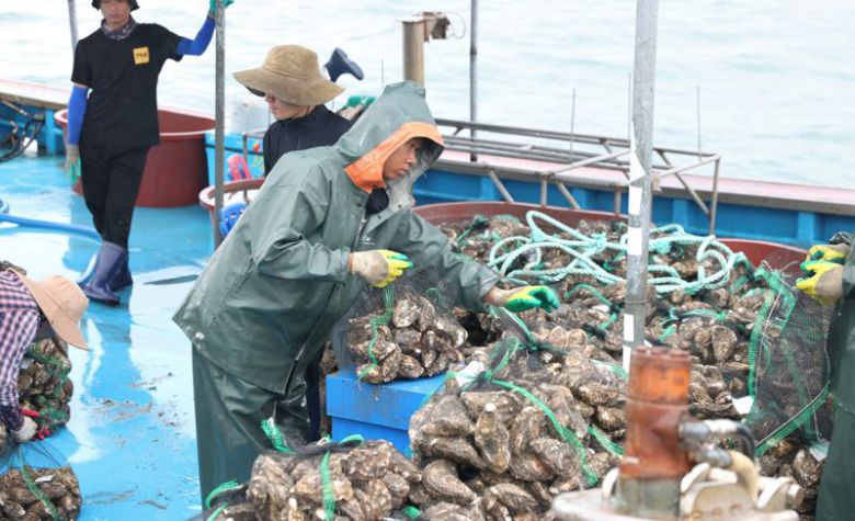 전남도는 전남산 프리미엄 개체굴이 24일 첫 중국 직수출길에 올랐다고 밝혔다. 사진은 개체굴 수확 모습. 전남도 제공