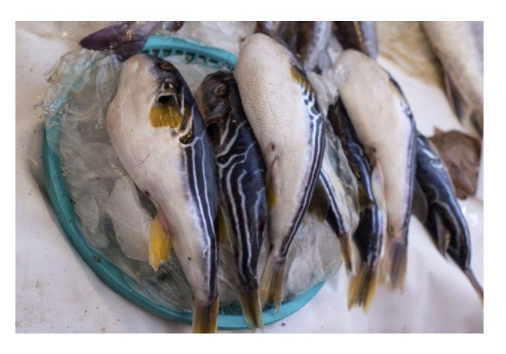 26일 식품의약품안전처는 복어는 조리자격이 없는 자가 조리해서는 아니되며 복어 요리를 먹을 때는 반드시 관련 자격을 취득한 전문가가 조리한 복어인지 확인하고 섭취해 줄 것을 당부했다. (사진=식약처 제공) 2023.08.22. /사진=뉴시스