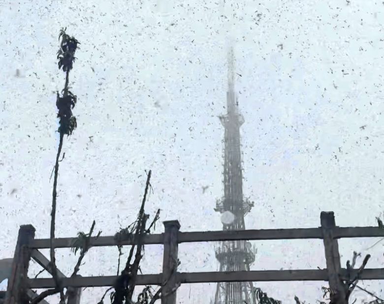 29일 오전 인천시 계양구 계양산 정상에서 '러브버그'로 알려진 붉은등우단털파리가 날아다니고 있다. 2025.6.29 [독자 원효준씨 제공. 재판매 및 DB 금지] /사진=연합뉴스