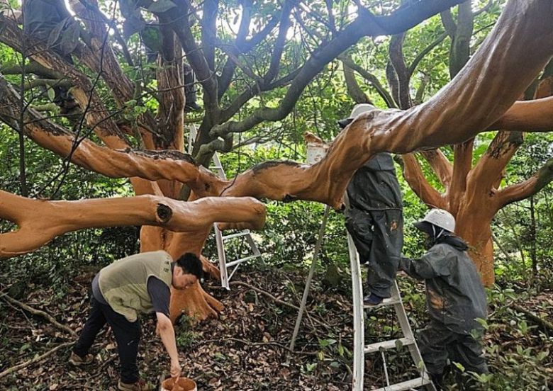 서귀포시 공원녹지과 직원들이 껍질이 벗겨진 후박나무 140그루에 나무의사가 처방한 약제를 바르고 있다. 서귀포시 제공