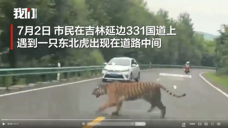 중국 지린성에 나타난 야생 백두산호랑이 /사진=연합뉴스 [베이징바오 영상 캡처. 재판매 및 DB금지]
