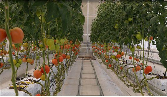 스마트팜 작물(토마토) 생장 환경 실증 모습. 한국기계연구원 제공