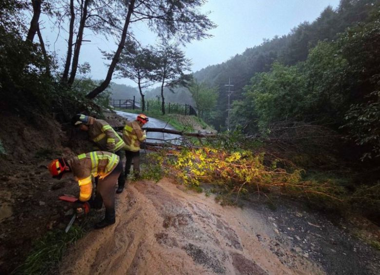 강원 원주 신림면 도로 나무 전도 현장. 뉴스1