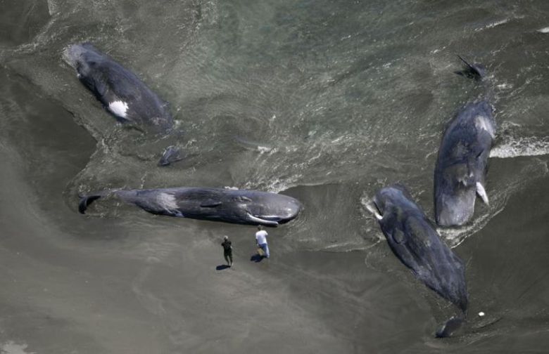 /사진=아사히신문