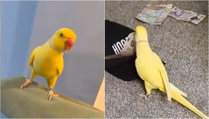 /사진=영국 블랙풀 경찰 페이스북