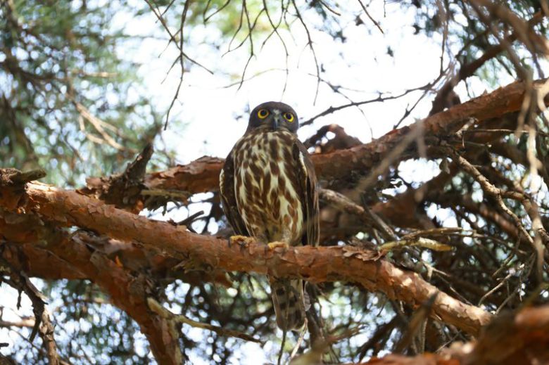 솔부엉이. 사진 윤기득 2025년 7월