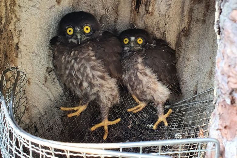 울산 울주군 상북면 배드민턴센터 김상우 대표가 2022년 촬영한 솔부엉이 새끼. 울산시 제공