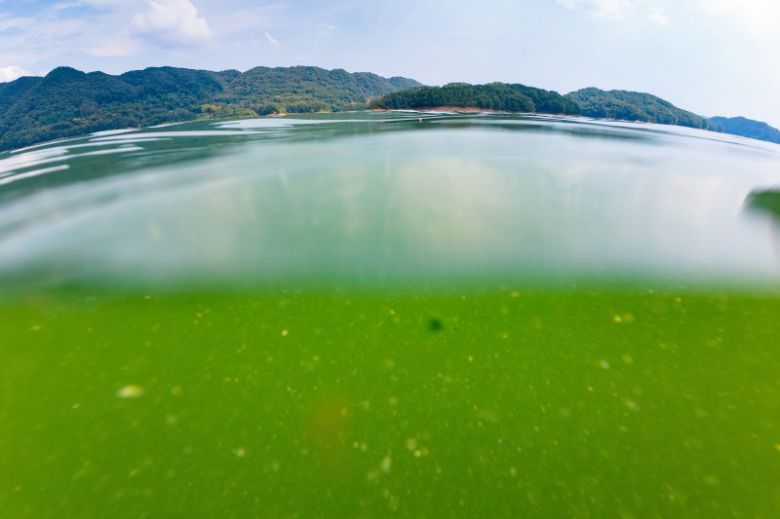 녹조가 발생한 충북 청주시 대청호. 환경부 제공. /사진=뉴시스