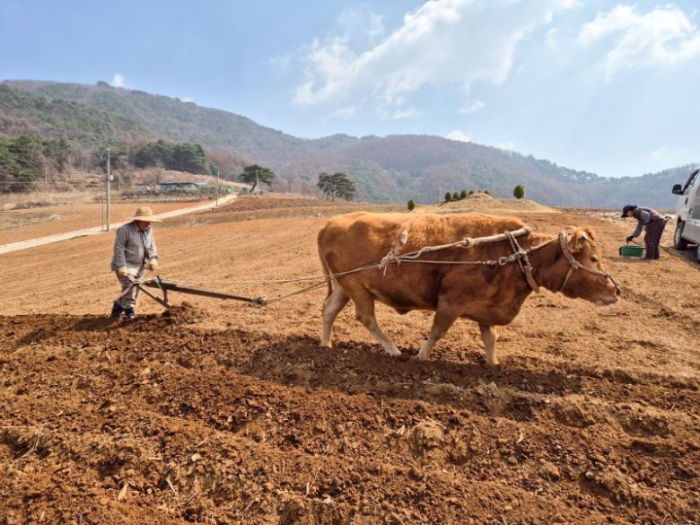 지난 4월8일 오전 충북 단양에서 한 농부가 쟁기질을 하고 있다. 단양군제공
