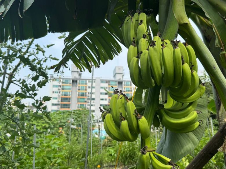서울 노원구 천수주말농장 텃밭에 바나나가 주렁주렁 매달려 있다. 뉴스1 제공