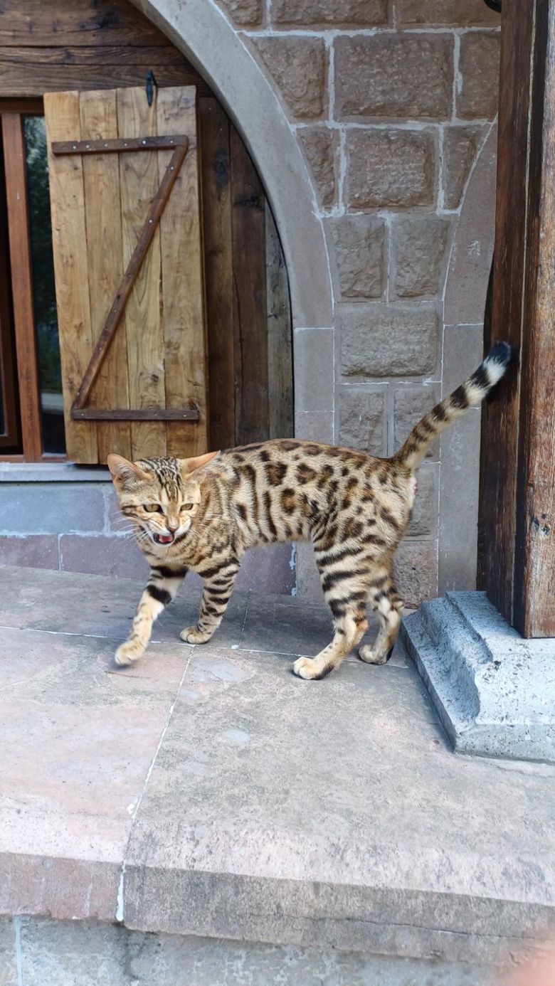 다리알리 수도원에서 만난 고양이.