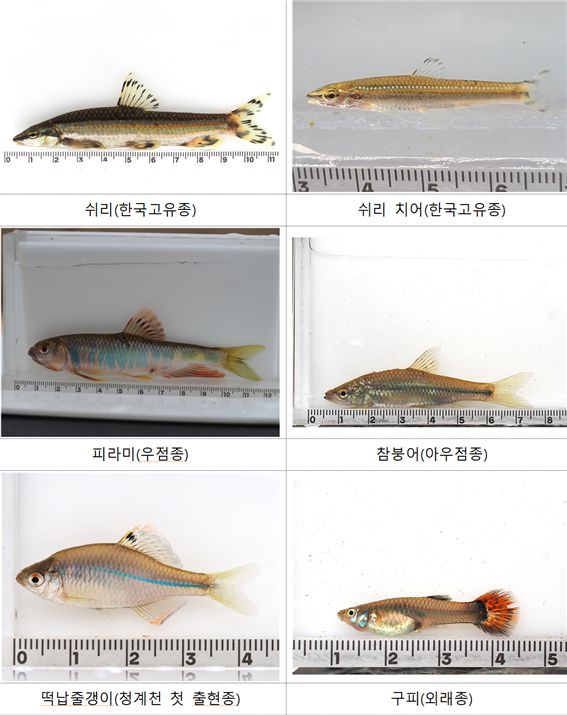 청계천 학술조사에서 확인된 주요 어종. 과학기술정보통신부 제공