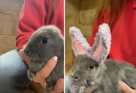 영국 볼튼의 한 농장에서 귀 없이 태어난 토끼를 위해 코바늘로 만들어 준 귀 모양의 밴드. /사진=틱톡 캡처