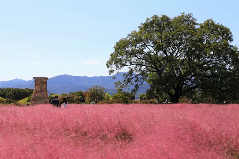 핑크뮬리와 첨성대