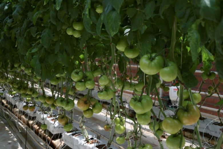 중국이 신장위구르 지역의 강제노동 의구심 속에 토마토 페이스트 수출 길이 막히면서 넘치는 토마토로 골머리를 앓고 있다. 사진은 8월 13일(현지시간) 멕시코의 한 토마토 농장. 로이터 연합