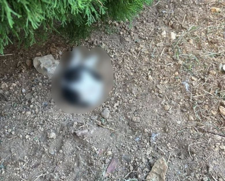 /사진=연합뉴스 (동물학대방지협회 제공)