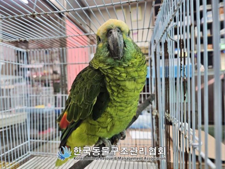 지난 16일 서울 영등포구 양평동 소재 한 카페에서 구조된 앵무새로, 지난달 24일 자연사했다. 한국동물구조관리협회 제공