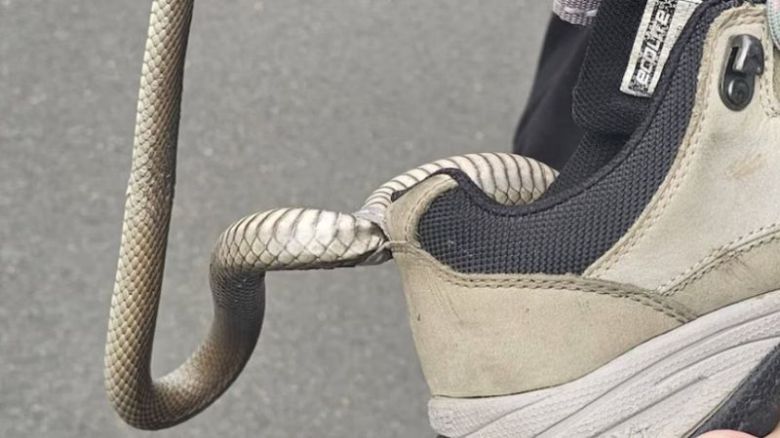 [Reptile Relocation Sydney 제공]