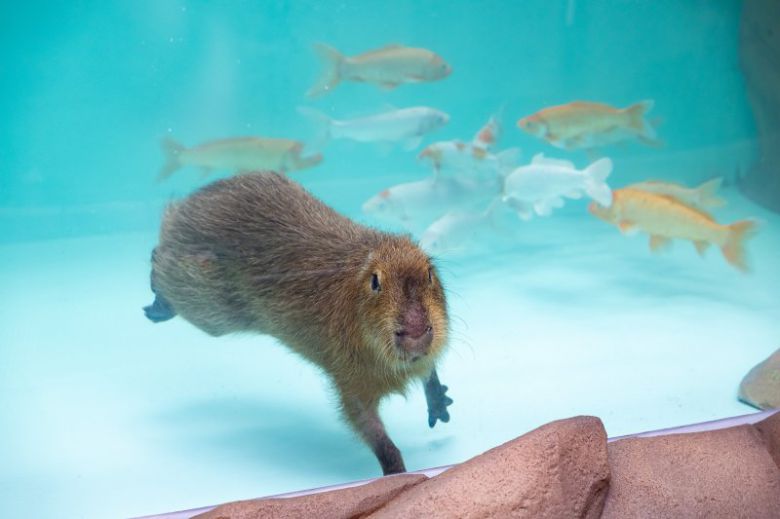 수영 즐기는 카피바라. 롯데월드 제공