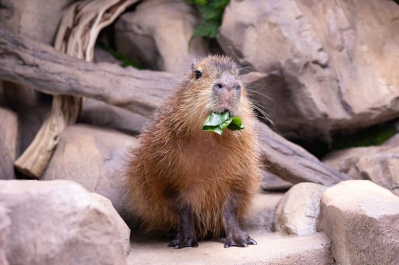 롯데월드 아쿠아리움이 연말연시를 맞아 신규 생물 카피바라 전시를 29일부터 오픈한다. 롯데월드 제공