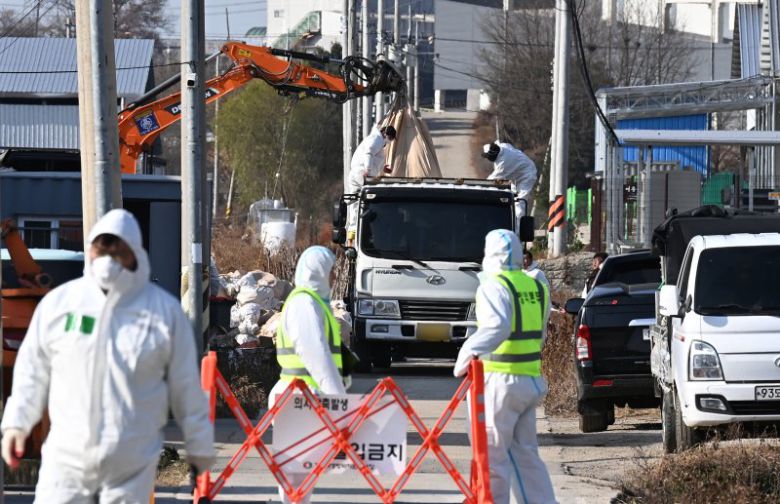 H5형 조류인플루엔자 항원이 검출된 경기 평택시 한 산란계 농장에서 지난해 12얼 2일 관계자들이 살처분 작업을 하고 있다. 뉴시스