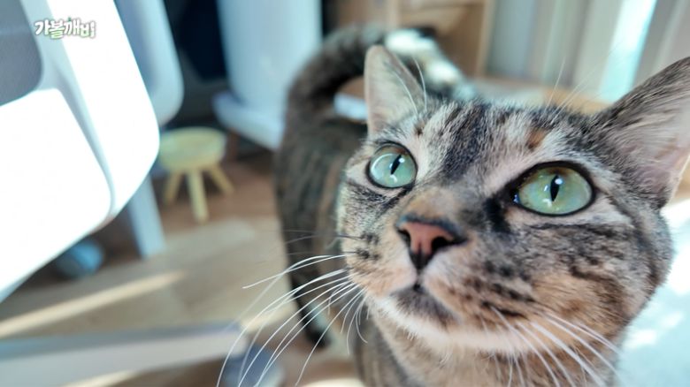 양주고읍 LH13단지 행복주택 16A 빌트인 집주인 : 이빈 (28살) 고양이 : 호랑 (4살)