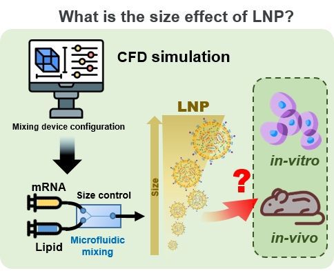 mRNA 전달효과 모식도. 가톨릭중앙의료원 제공