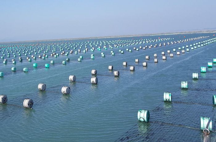 지난해 연간 수산식품 수출 품목 가운데 ‘김’이 최대 수출액 자리를 지켰다. 사진은 전라남도 완도군의 김 양식장 현장. 전남도 제공