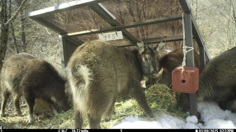 먹이 먹는 산양들. 국가유산청 제공