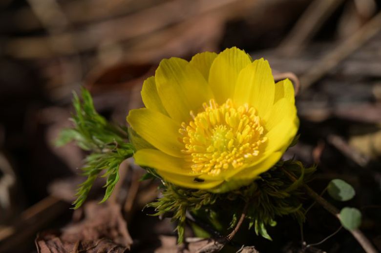 올해 처음으로 한라산 일대 해발 500m지점에서 개화한 세복수초.
